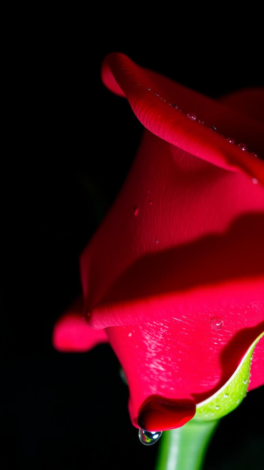 Rose Dew — Flowers 4D phone wallpaper