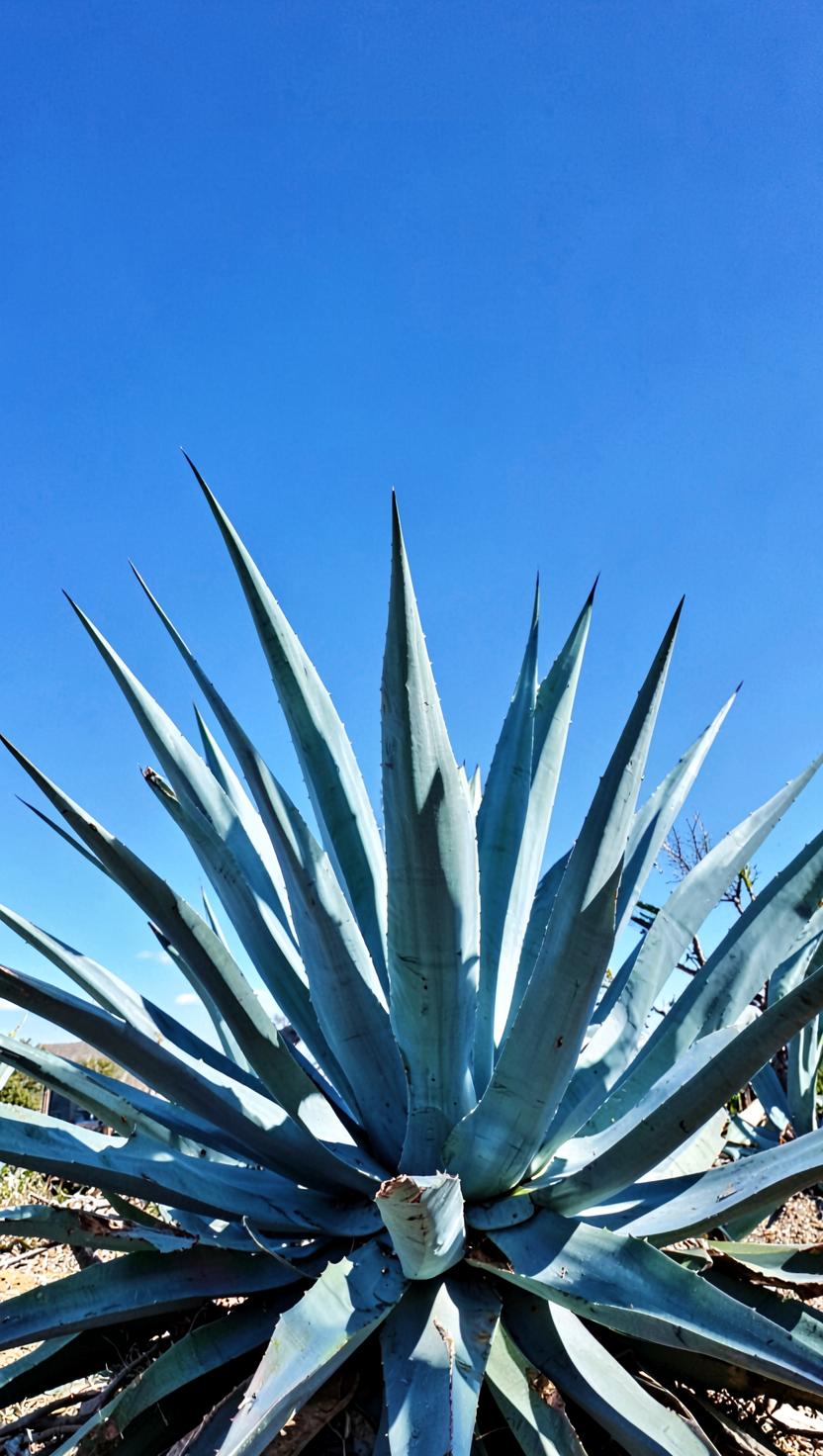 Agave Sun — Plants 4D phone wallpaper
